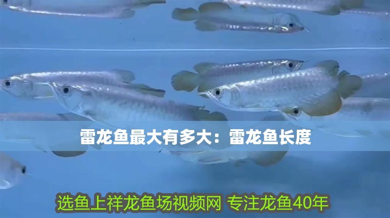 雷龍魚最大有多大：雷龍魚長度