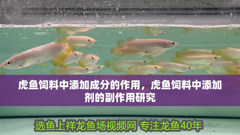 虎魚飼料中添加成分的作用，虎魚飼料中添加劑的副作用研究