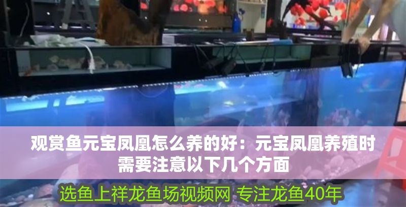 觀賞魚(yú)元寶鳳凰怎么養(yǎng)的好：元寶鳳凰養(yǎng)殖時(shí)需要注意以下幾個(gè)方面
