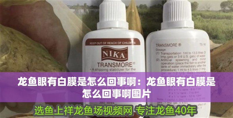 龍魚眼有白膜是怎么回事啊：龍魚眼有白膜是怎么回事啊圖片 龍魚眼有白膜是怎么回事啊：龍魚眼有白膜是怎么回事啊圖片 水族問答