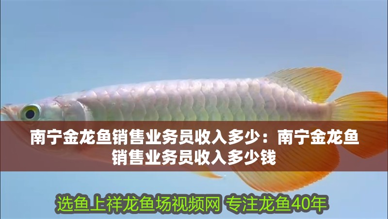南寧金龍魚銷售業務員收入多少：南寧金龍魚銷售業務員收入多少錢 南寧金龍魚銷售業務員收入多少：南寧金龍魚銷售業務員收入多少錢 水族問答