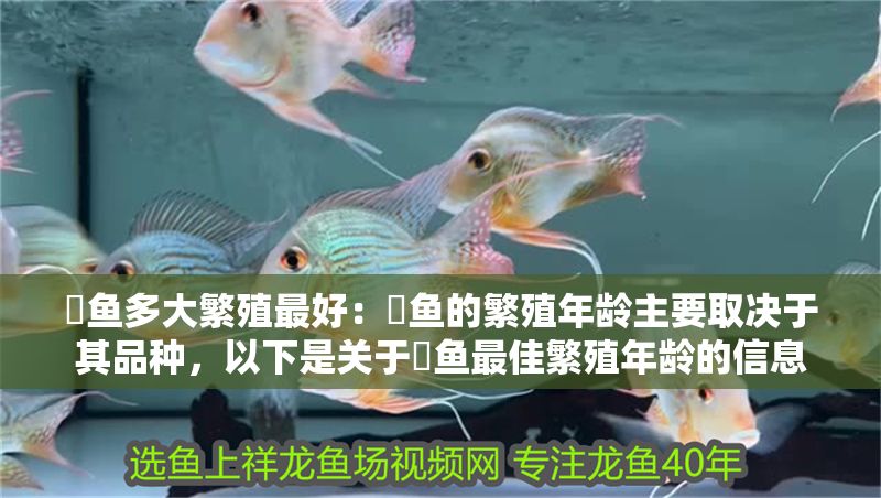 魟魚多大繁殖最好：魟魚的繁殖年齡主要取決于其品種，以下是關于魟魚最佳繁殖年齡的信息