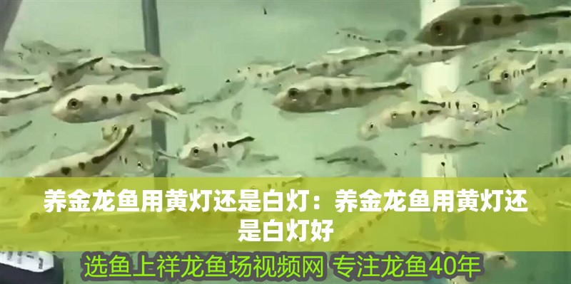 養金龍魚用黃燈還是白燈：養金龍魚用黃燈還是白燈好