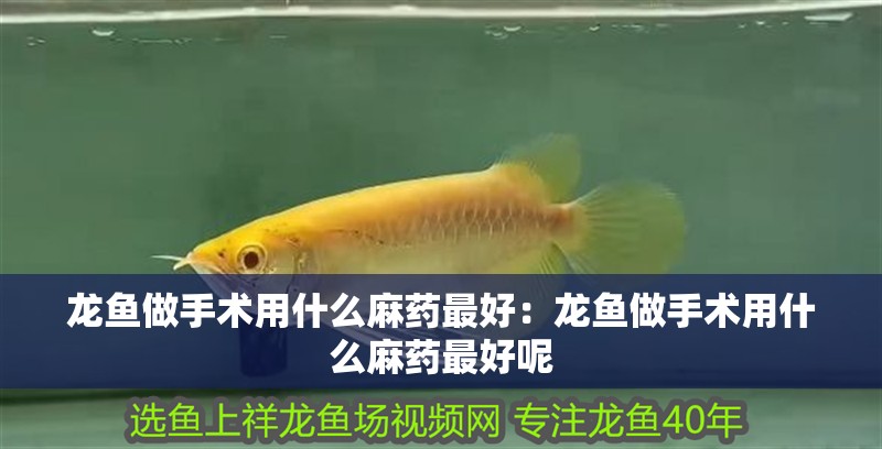 龍魚做手術用什么麻藥最好：龍魚做手術用什么麻藥最好呢 龍魚做手術用什么麻藥最好：龍魚做手術用什么麻藥最好呢 水族問答