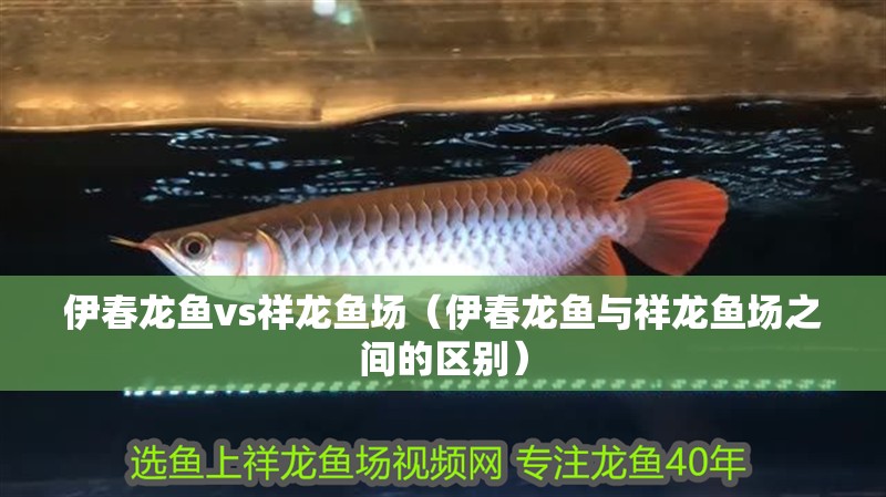 伊春龍魚vs祥龍魚場（伊春龍魚與祥龍魚場之間的區(qū)別）