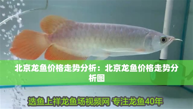 北京龍魚價格走勢分析:北京龍魚價格走勢分析圖 水族問答 北京龍魚價格走勢分析:北京龍魚價格走勢分析圖 北京龍魚價格走勢分析:北京龍魚價格走勢分析圖 水族問答