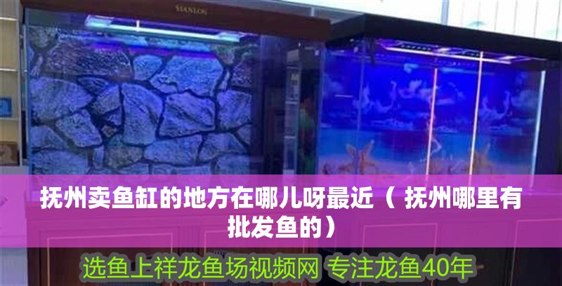 撫州賣魚缸的地方在哪兒呀最近（ 撫州哪里有批發魚的）