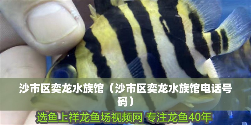 沙市區奕龍水族館（沙市區奕龍水族館電話號碼）