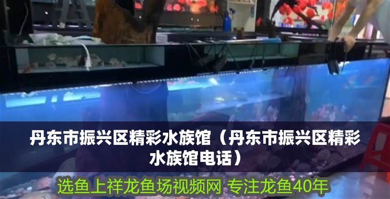 丹東市振興區(qū)精彩水族館（丹東市振興區(qū)精彩水族館電話） 丹東市振興區(qū)精彩水族館（丹東市振興區(qū)精彩水族館電話） 全國水族館企業(yè)名錄 第1張