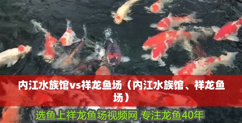 內江水族館vs祥龍魚場（內江水族館、祥龍魚場）