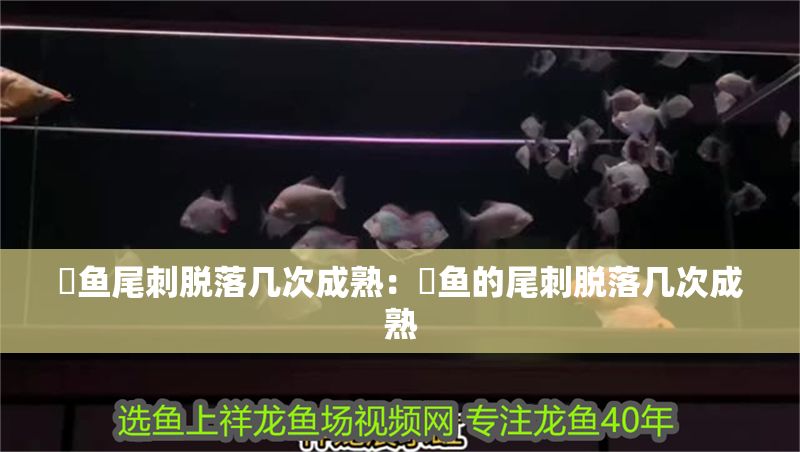 魟魚尾刺脫落幾次成熟：魟魚的尾刺脫落幾次成熟 魟魚尾刺脫落幾次成熟：魟魚的尾刺脫落幾次成熟 魟魚百科 第2張