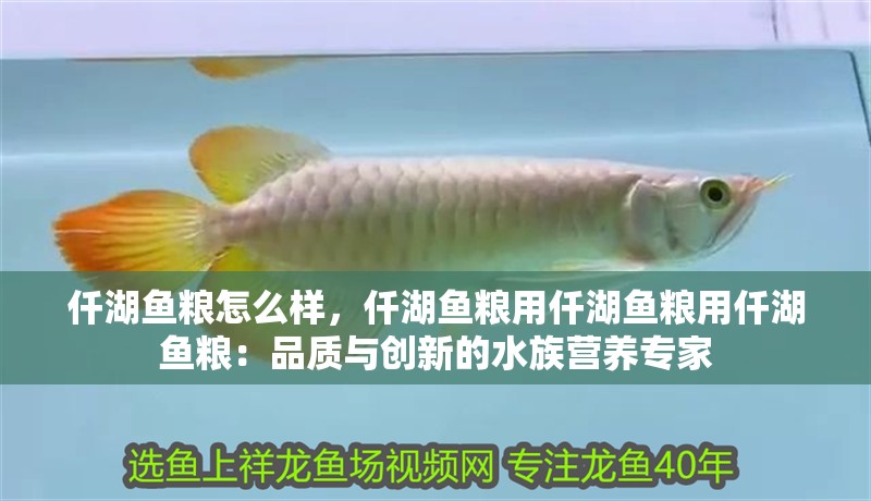 仟湖魚糧怎么樣，仟湖魚糧用仟湖魚糧用仟湖魚糧：品質(zhì)與創(chuàng)新的水族營養(yǎng)專家