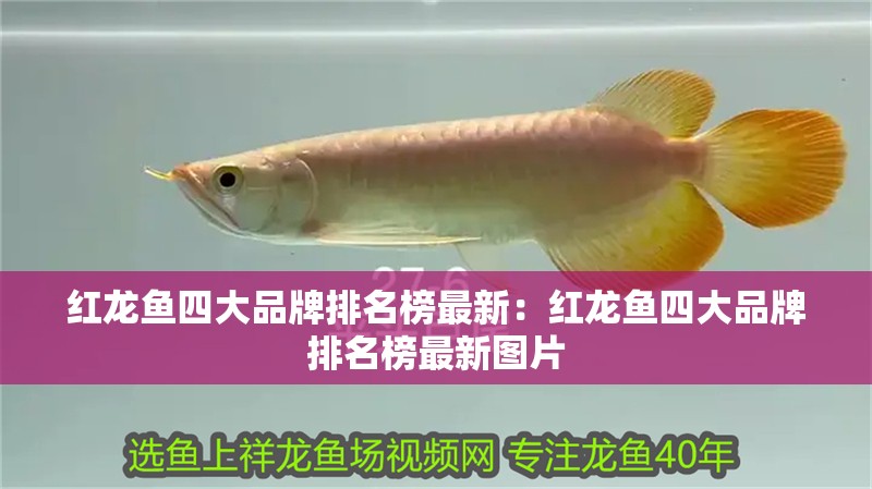 紅龍魚四大品牌排名榜最新：紅龍魚四大品牌排名榜最新圖片
