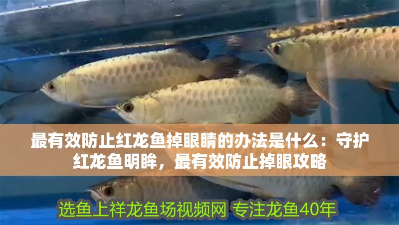 最有效防止紅龍魚掉眼睛的辦法是什么：守護紅龍魚明眸，最有效防止掉眼攻略