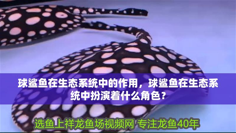 球鯊魚在生態(tài)系統(tǒng)中的作用，球鯊魚在生態(tài)系統(tǒng)中扮演著什么角色？