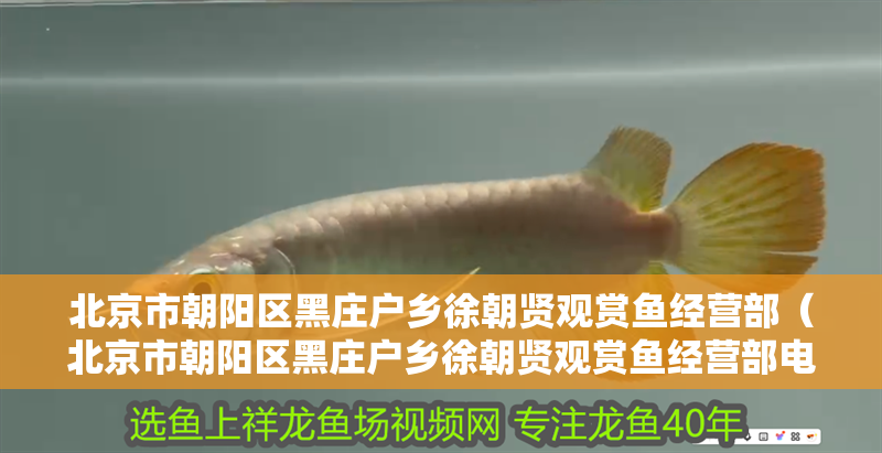 北京市朝陽(yáng)區(qū)黑莊戶鄉(xiāng)徐朝賢觀賞魚經(jīng)營(yíng)部（北京市朝陽(yáng)區(qū)黑莊戶鄉(xiāng)徐朝賢觀賞魚經(jīng)營(yíng)部電話）