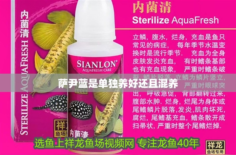 薩尹藍(lán)是單獨(dú)養(yǎng)好還且混養(yǎng)