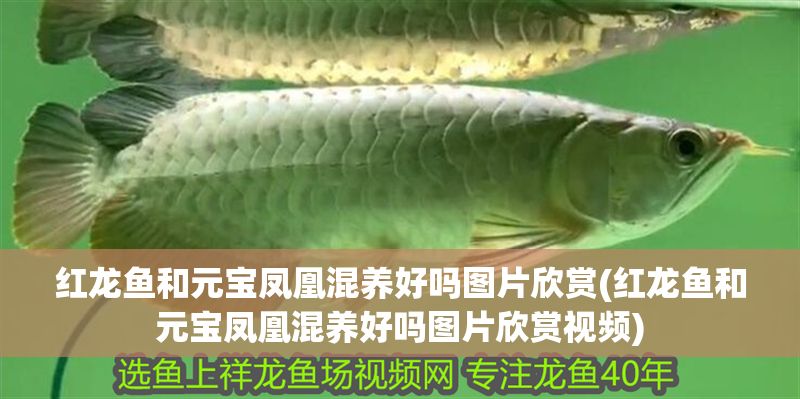 紅龍魚和元寶鳳凰混養好嗎圖片欣賞(紅龍魚和元寶鳳凰混養好嗎圖片欣賞視頻) 紅龍魚和元寶鳳凰混養好嗎圖片欣賞(紅龍魚和元寶鳳凰混養好嗎圖片欣賞視頻) 元寶鳳凰魚百科 第1張