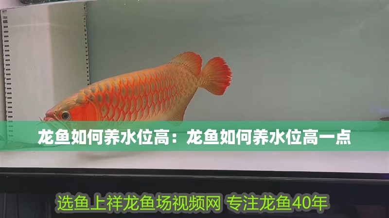 龍魚如何養(yǎng)水位高：龍魚如何養(yǎng)水位高一點(diǎn)