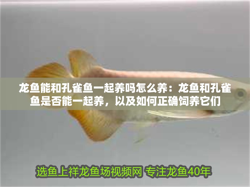 龍魚能和孔雀魚一起養嗎怎么養：龍魚和孔雀魚是否能一起養，以及如何正確飼養它們