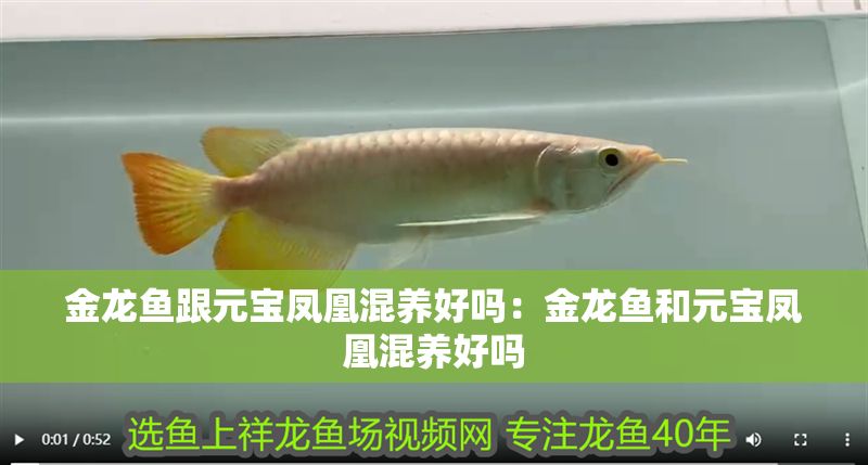 金龍魚跟元寶鳳凰混養好嗎：金龍魚和元寶鳳凰混養好嗎