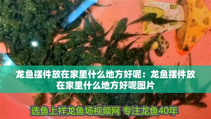 龍魚擺件放在家里什么地方好呢：龍魚擺件放在家里什么地方好呢圖片