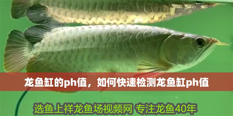 龍魚缸的ph值，如何快速檢測龍魚缸ph值 龍魚缸的ph值，如何快速檢測龍魚缸ph值 魚缸百科 第2張
