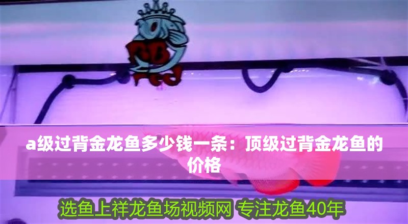 a級過背金龍魚多少錢一條：頂級過背金龍魚的價格