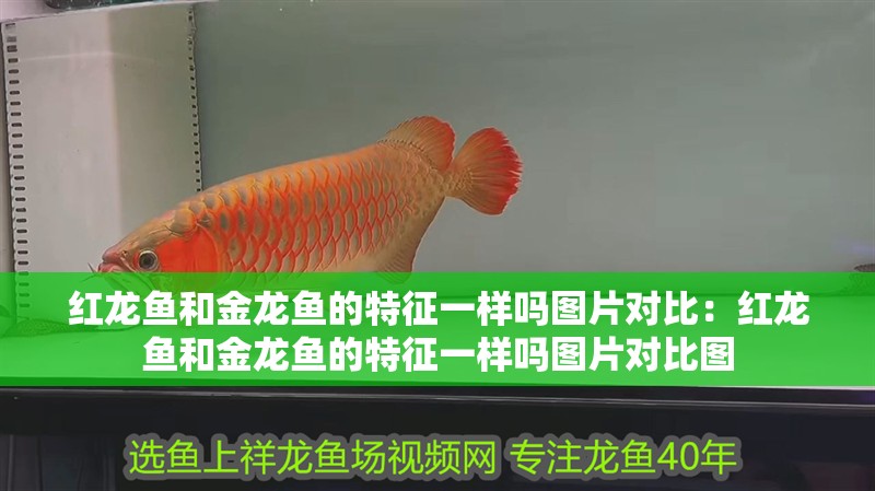 紅龍魚和金龍魚的特征一樣嗎圖片對(duì)比：紅龍魚和金龍魚的特征一樣嗎圖片對(duì)比圖