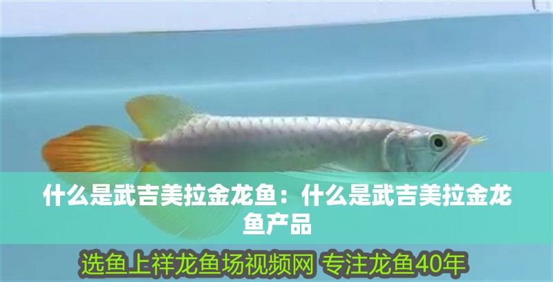 什么是武吉美拉金龍魚：什么是武吉美拉金龍魚產品