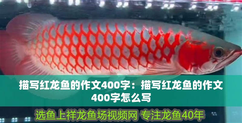 描寫紅龍魚的作文400字：描寫紅龍魚的作文400字怎么寫