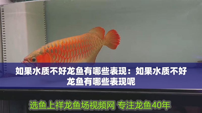 如果水質不好龍魚有哪些表現：如果水質不好龍魚有哪些表現呢