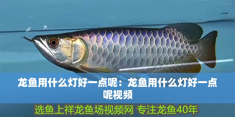 龍魚用什么燈好一點呢:龍魚用什么燈好一點呢視頻 水族問答 龍魚用什么燈好一點呢:龍魚用什么燈好一點呢視頻 龍魚用什么燈好一點呢:龍魚用什么燈好一點呢視頻 水族問答