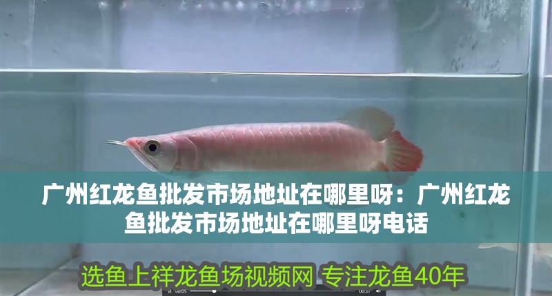 廣州紅龍魚批發(fā)市場(chǎng)地址在哪里呀：廣州紅龍魚批發(fā)市場(chǎng)地址在哪里呀電話