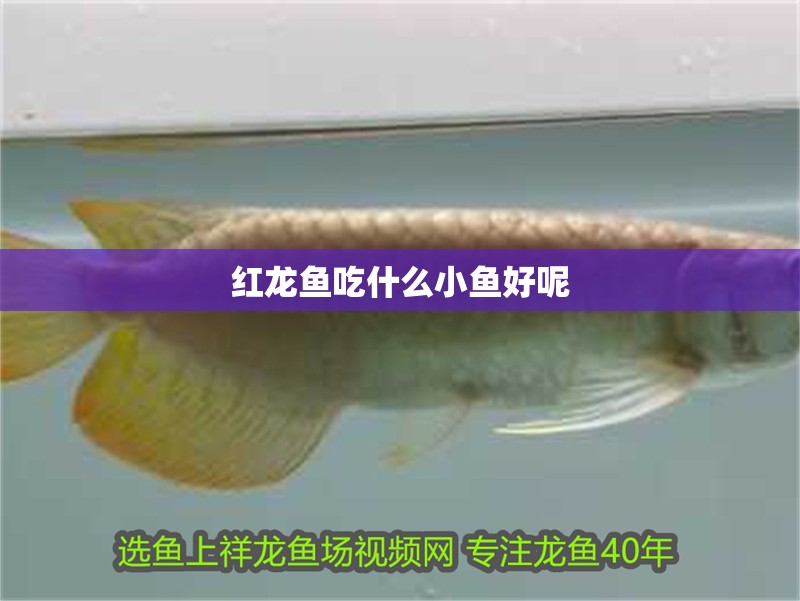 紅龍魚吃什么小魚好呢