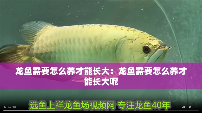 龍魚需要怎么養(yǎng)才能長大：龍魚需要怎么養(yǎng)才能長大呢