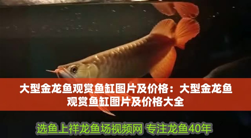 大型金龍魚觀賞魚缸圖片及價(jià)格：大型金龍魚觀賞魚缸圖片及價(jià)格大全