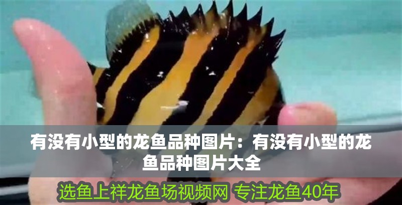 有沒有小型的龍魚品種圖片：有沒有小型的龍魚品種圖片大全