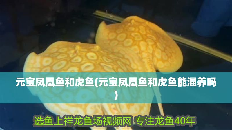 元寶鳳凰魚和虎魚(元寶鳳凰魚和虎魚能混養(yǎng)嗎)