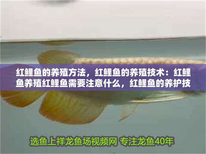 紅鯉魚的養(yǎng)殖方法，紅鯉魚的養(yǎng)殖技術(shù)：紅鯉魚養(yǎng)殖紅鯉魚需要注意什么，紅鯉魚的養(yǎng)護(hù)技巧 紅鯉魚的養(yǎng)殖方法，紅鯉魚的養(yǎng)殖技術(shù)：紅鯉魚養(yǎng)殖紅鯉魚需要注意什么，紅鯉魚的養(yǎng)護(hù)技巧 魚缸百科