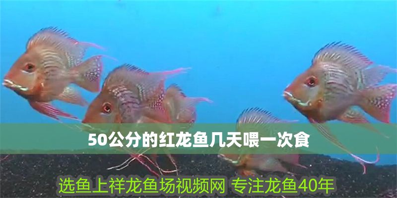 50公分的紅龍魚幾天喂一次食