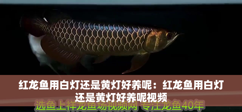 紅龍魚用白燈還是黃燈好養呢：紅龍魚用白燈還是黃燈好養呢視頻