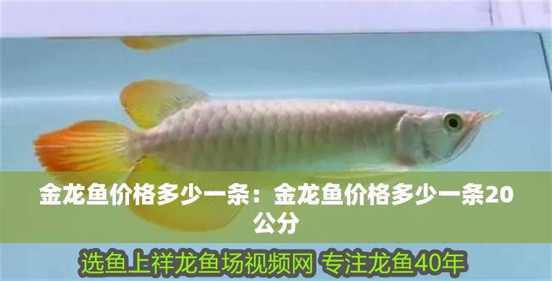 金龍魚價格多少一條：金龍魚價格多少一條20公分