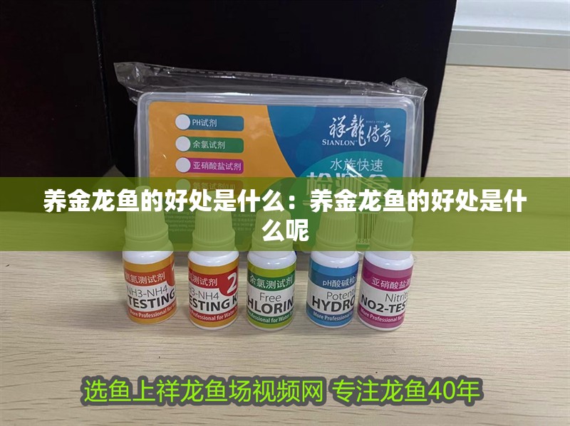 養(yǎng)金龍魚的好處是什么：養(yǎng)金龍魚的好處是什么呢