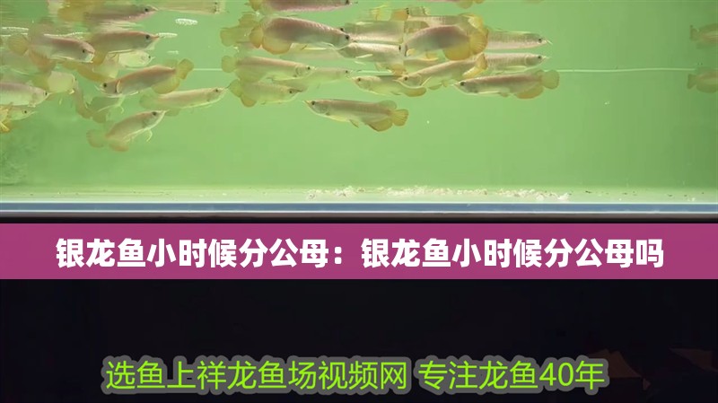 銀龍魚小時候分公母：銀龍魚小時候分公母嗎