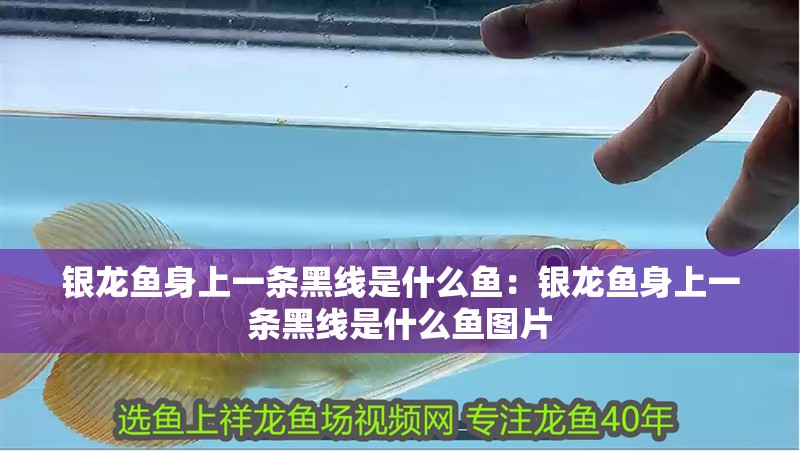 銀龍魚身上一條黑線是什么魚：銀龍魚身上一條黑線是什么魚圖片