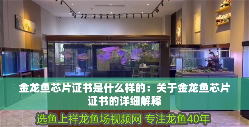 金龍魚芯片證書是什么樣的：關(guān)于金龍魚芯片證書的詳細(xì)解釋