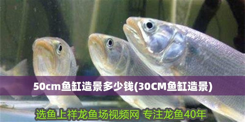 50cm魚缸造景多少錢(30CM魚缸造景)