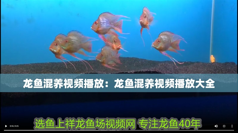 龍魚(yú)混養(yǎng)視頻播放：龍魚(yú)混養(yǎng)視頻播放大全