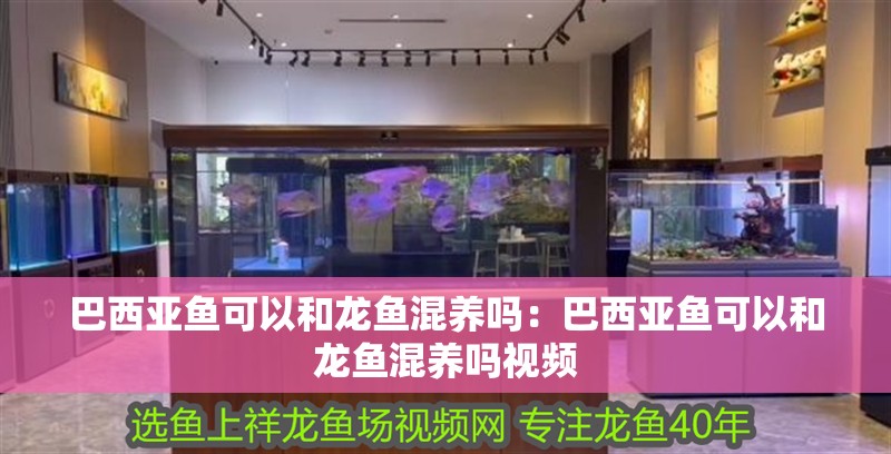巴西亞魚可以和龍魚混養嗎：巴西亞魚可以和龍魚混養嗎視頻